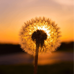 Dandelion during sunset